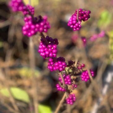 Residential Rain Garden Specialist in Raleigh, North Carolina.