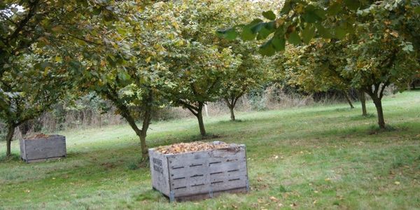 Organic hazelnuts are sold direct to chefs, specialty shops, ice cream and chocolates 