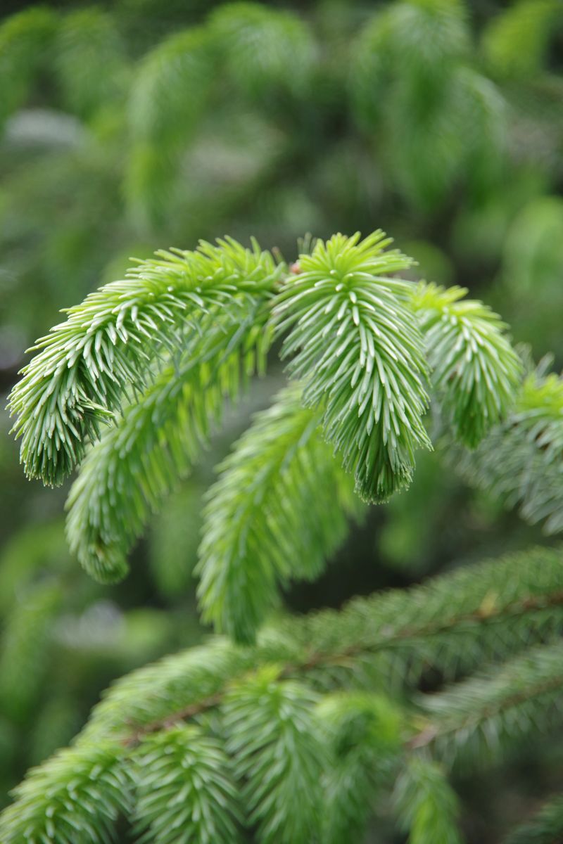 1 LB Package - Spruce Tips