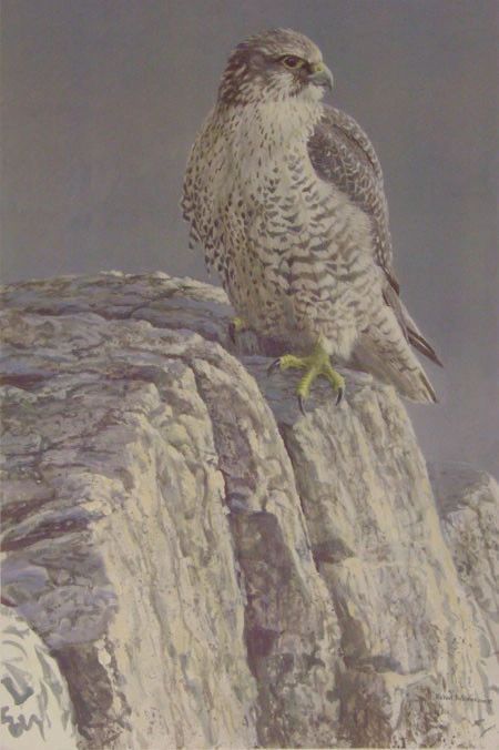 Mountain Monarch - Gyrfalcon by Robert Bateman