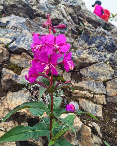 Alaskan fireweed