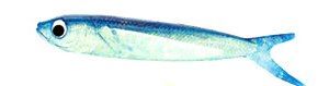 Swimming Yummee Flying Fish-9 inch-MADE IN USA!