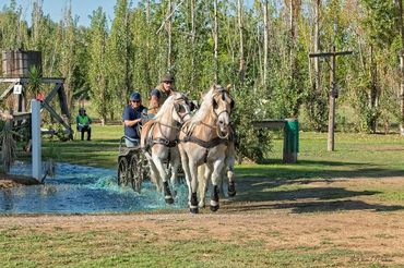 Two white horses pulling a carriage through a water obstacle with drivers.