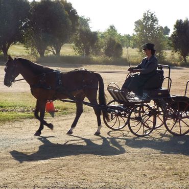 Person driving a horse-drawn carriage on a dirt path.