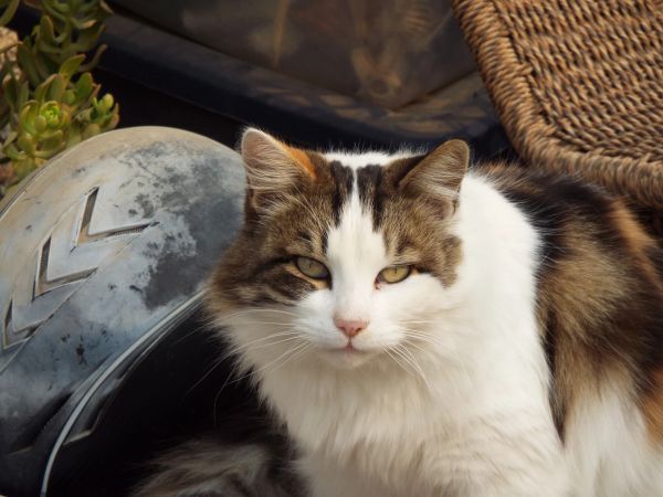Fluffy white and brown cat with piercing eyes.