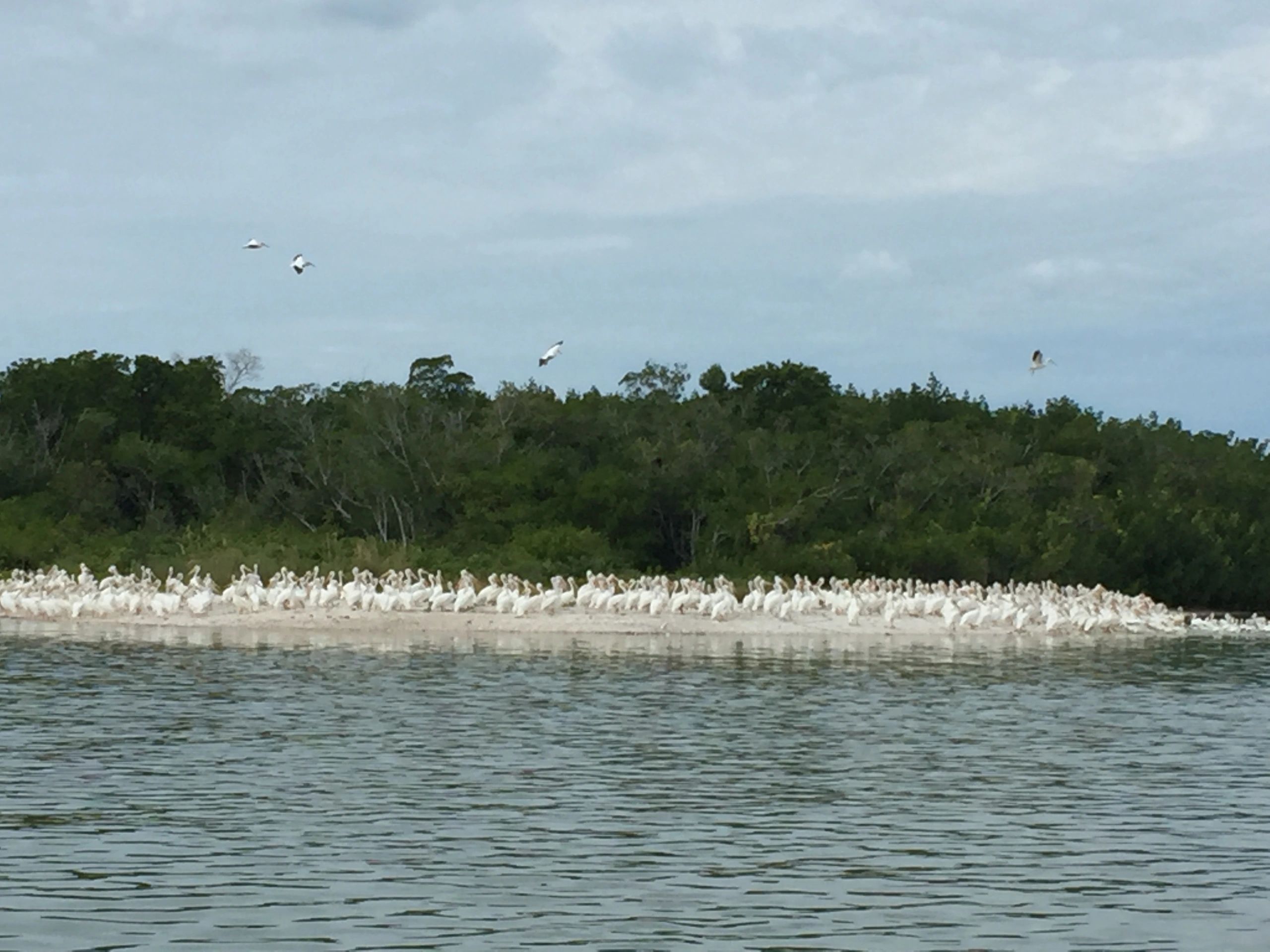 Everglades City Fishing Charters