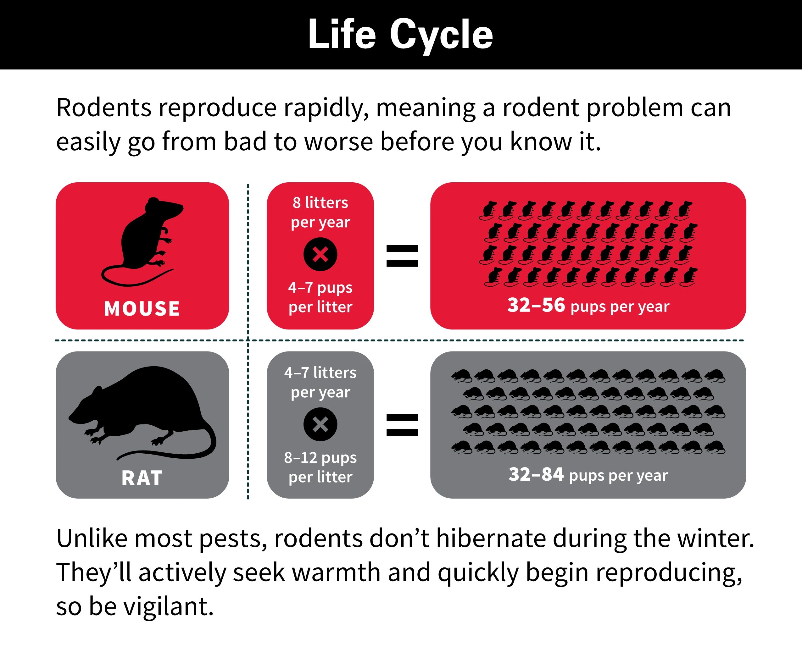 How Fast Do Rats And Mice Multiply