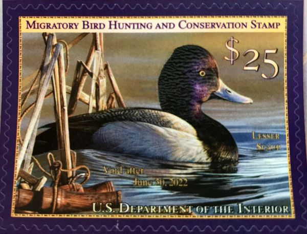 Wildlife Conservation Stamp Duck Stamp Painting Fronted Goose Hautman ...