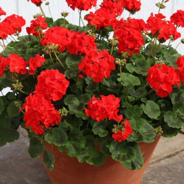OUTDOOR PLANTS