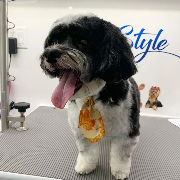 Bark With Style Mobile Pet Grooming, Bergen County Pet Groomer