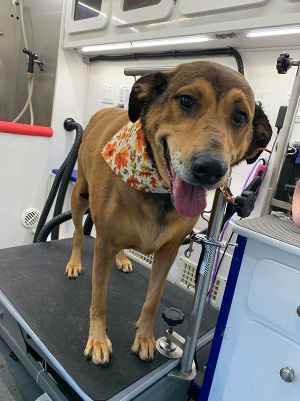 Bark With Style Mobile Pet Grooming, Bergen County Pet Groomer