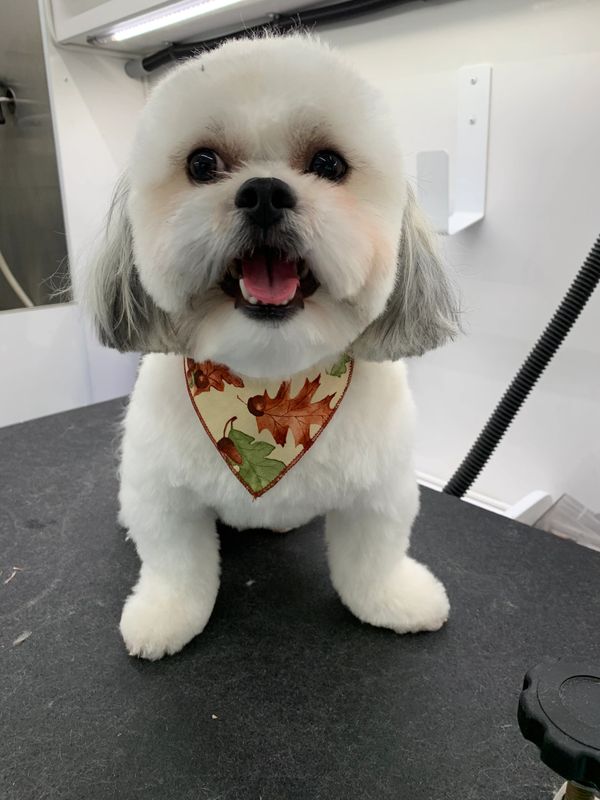 Bark With Style Mobile Pet Grooming, Bergen County Pet Groomer