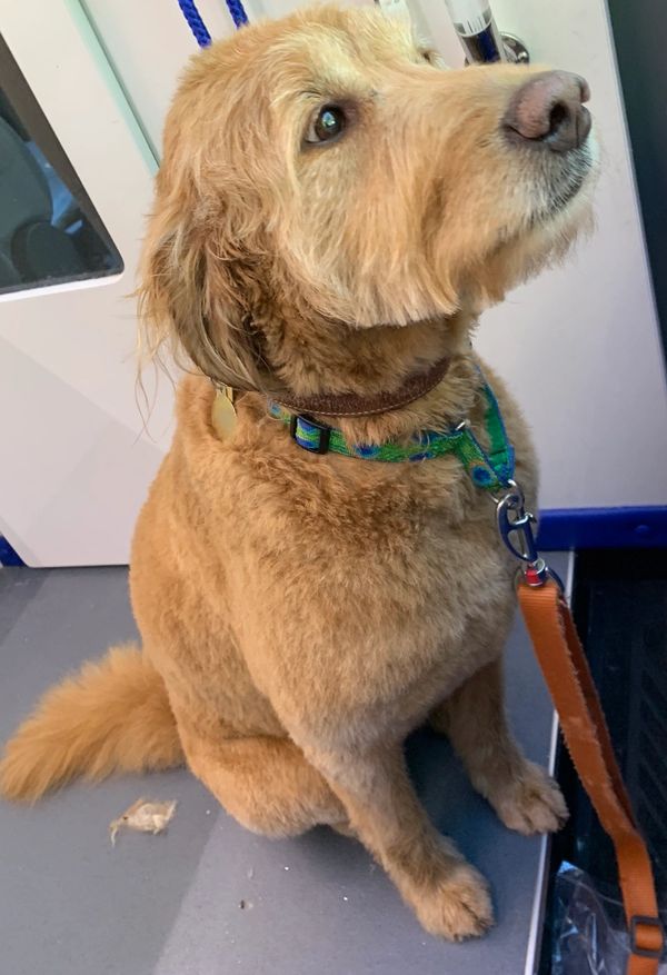 Bark With Style Mobile Pet Grooming, Bergen County Pet Groomer