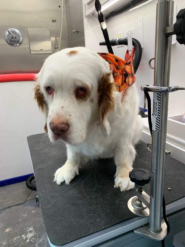 Bark With Style Mobile Pet Grooming, Bergen County Pet Groomer