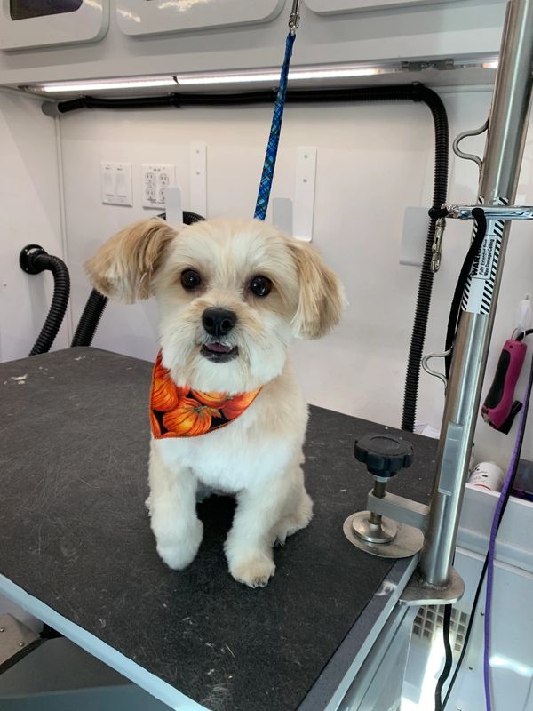 Bark With Style - Mobile Pet Grooming, Bergen County Pet Groomer