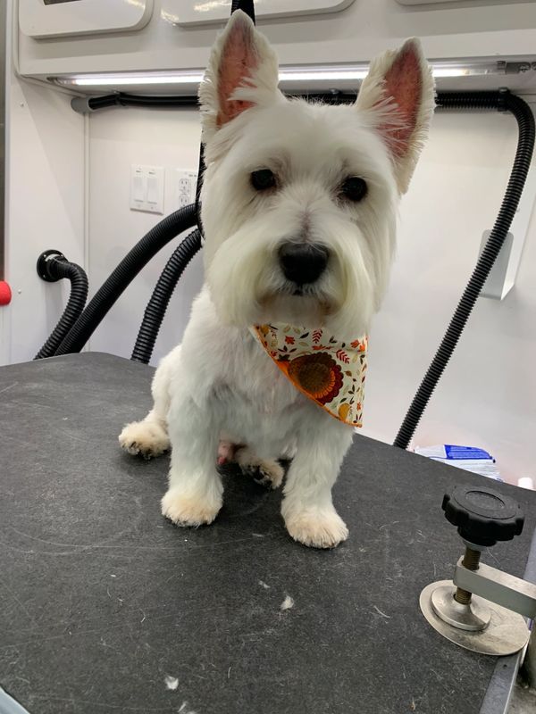 Bark With Style Mobile Pet Grooming, Bergen County Pet Groomer