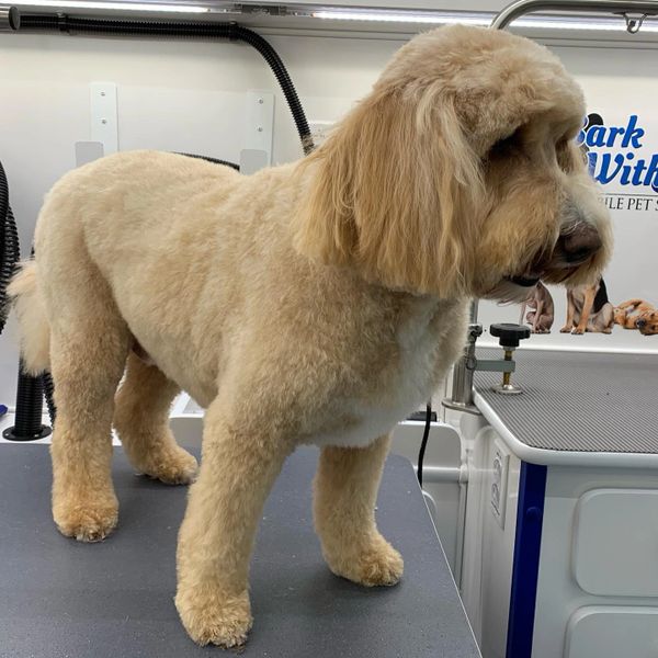 Bark With Style Mobile Pet Grooming, Bergen County Pet Groomer