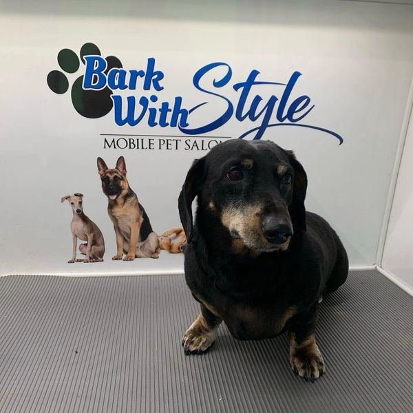 Bark With Style Mobile Pet Grooming, Bergen County Pet Groomer