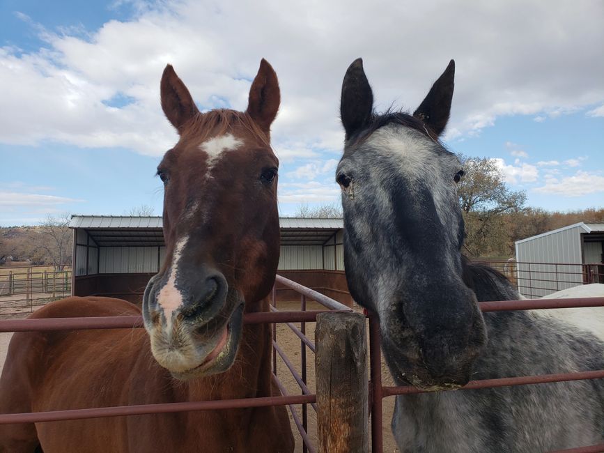 Hope for Hooves Rescue and Adoption