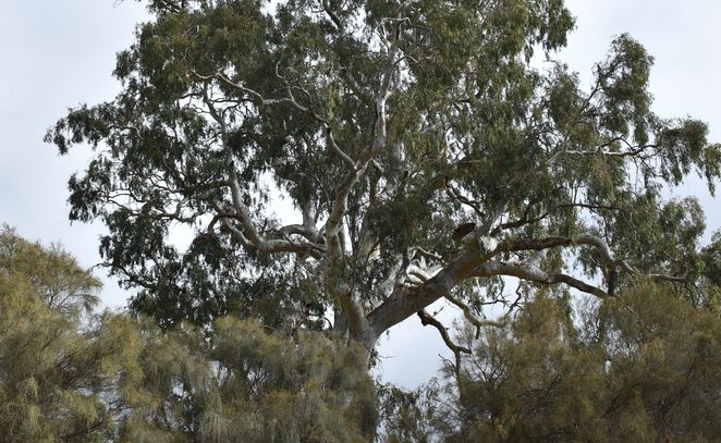 Barossa Bushgardens in Nuriootpa, South Australia