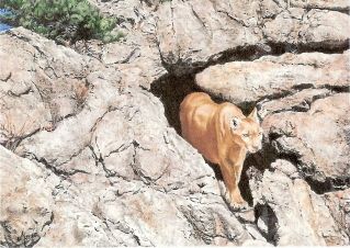 "Canyon Spirit" - 7 x 5 Original Watercolor