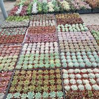 succulent pots near me Bulk Small White Succulent Favors for Weddings, Events, Gifts