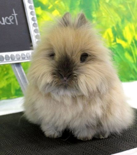 Clapier Lapinet Doucet Rabbitry Tete De Lion Lapin Nain Clapier Lapinet Doucet Rabbitry Tete De Lion Lapin Nain