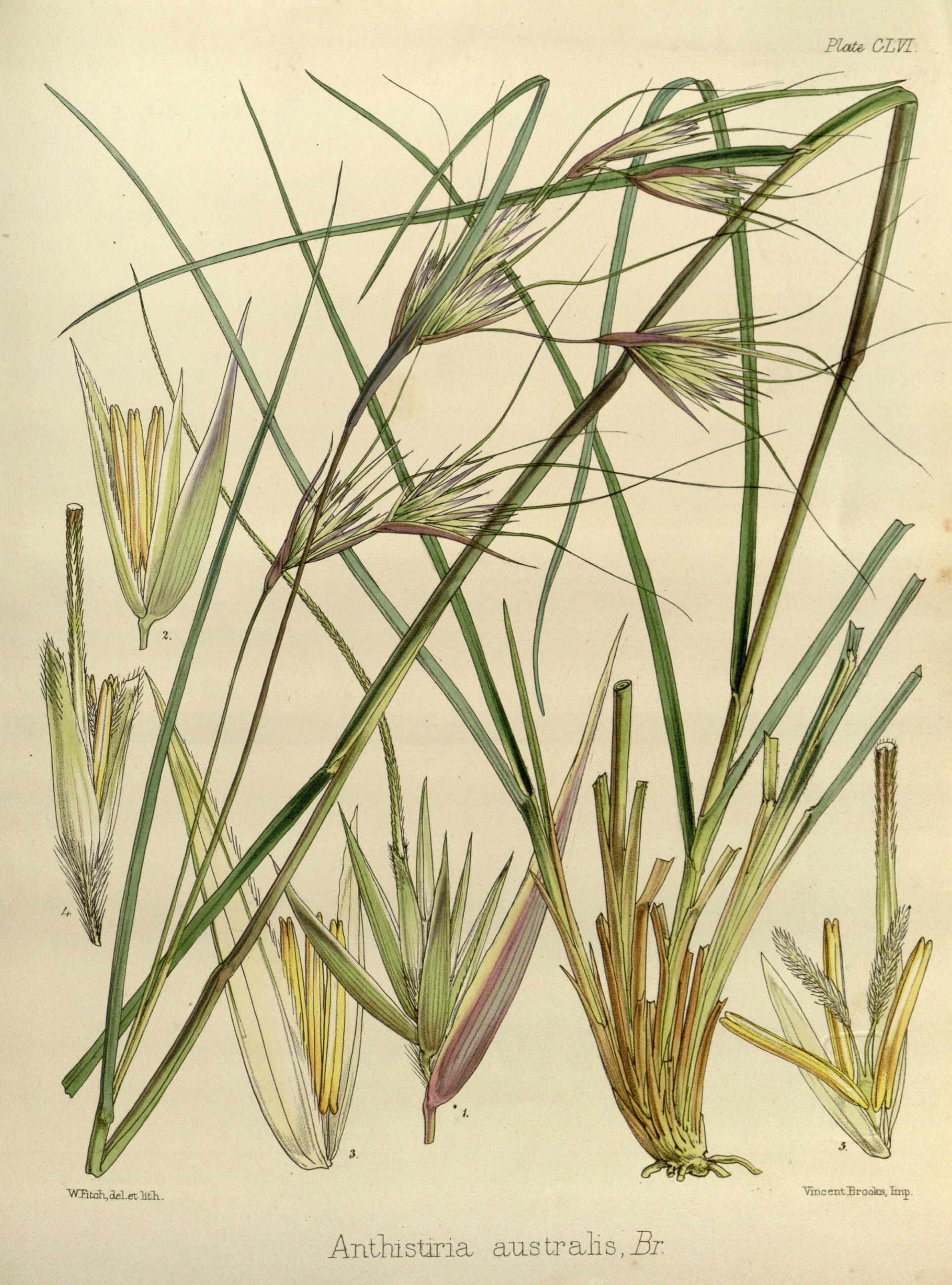 australian-native-grass
