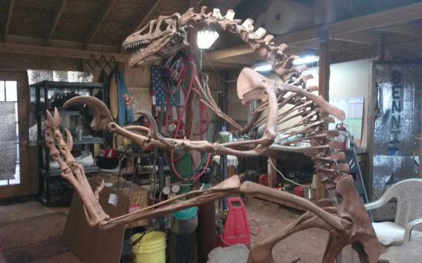 dromaeosaurus fossil