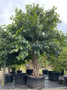 Ficus benghalensis "Banyan Tree" specimen trees relocate trees 