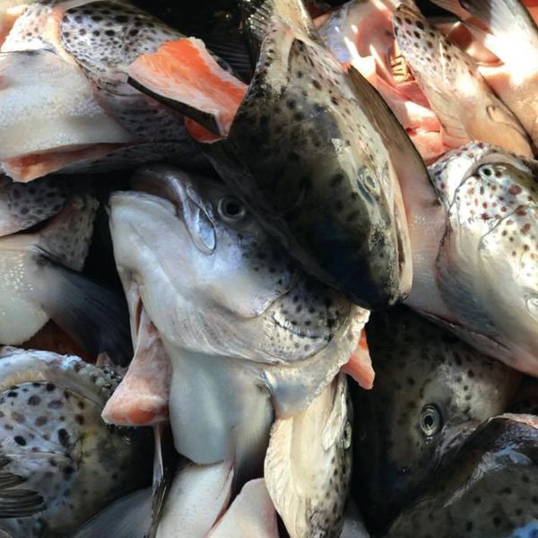 Salmon Heads 2 Pack Raw Pet Food Delivery,Raw & Fresh Meals,Sydney