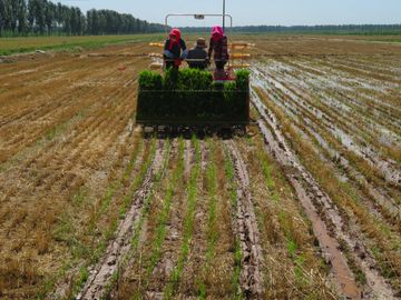 Mitigation: Avoid GHGs; Reduce deforestation, Reduce rice paddy, Eliminate residue burning. 