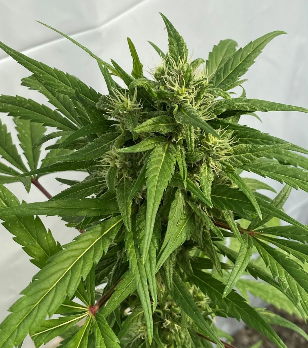 Rogue Feminized Seed AOSCA Certified 