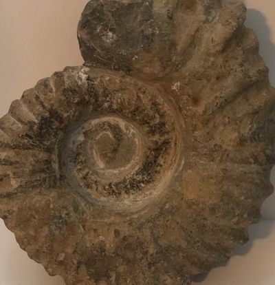 ammonite philosophy school spiral
nautilus
fossil   education