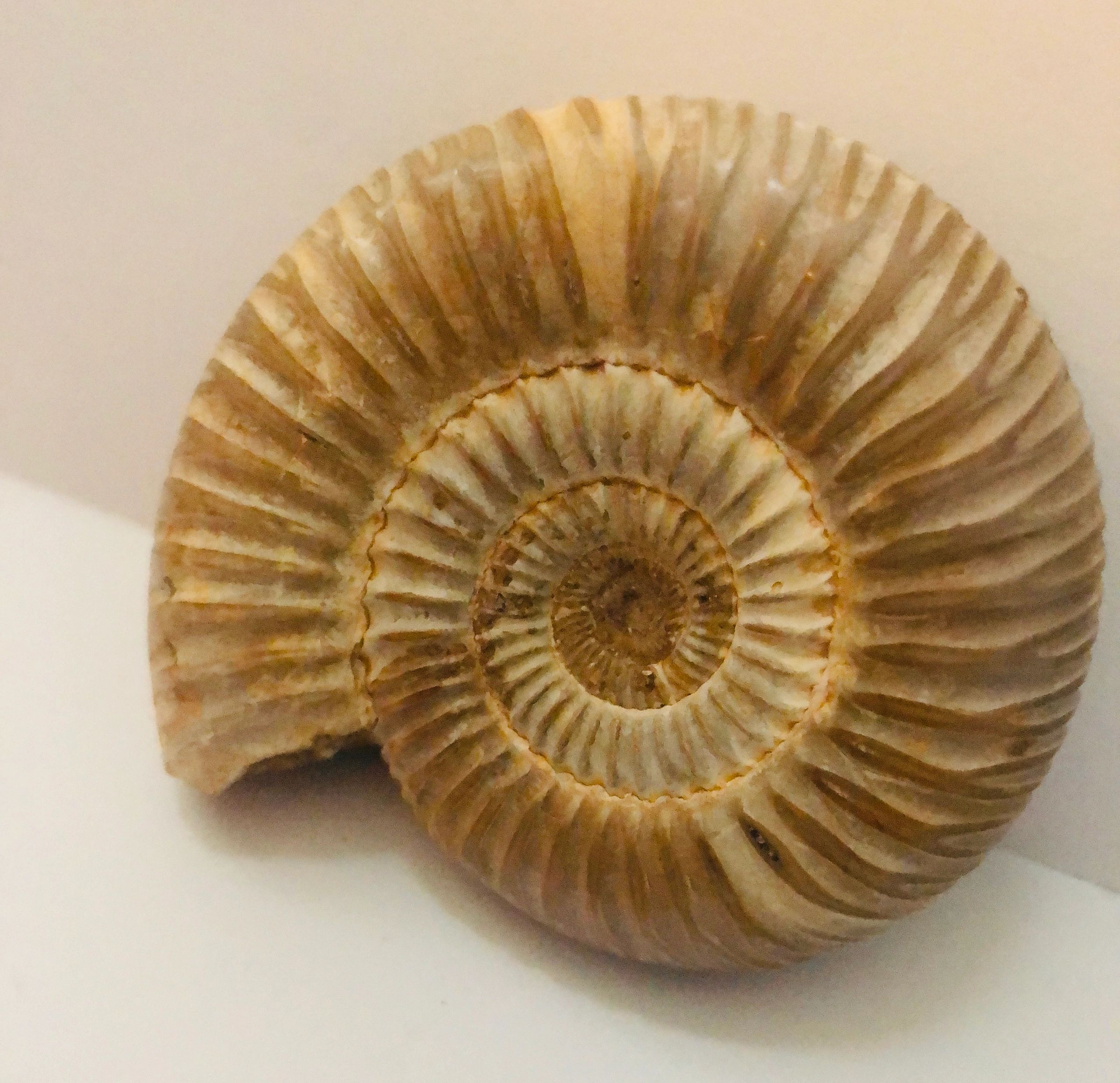 Forms | The Ammonite School
