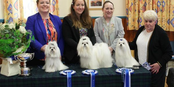 maltese club of scotland top winners - lacy, finn and dolly