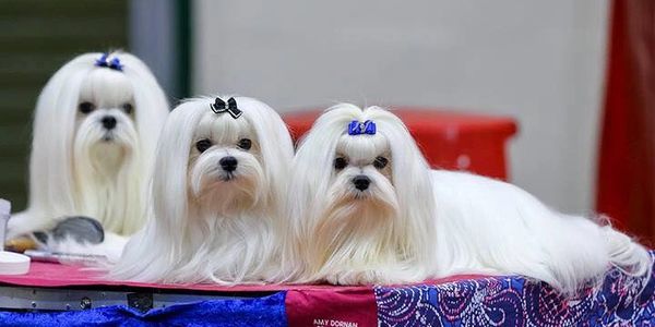 Posing at the dog show in pretty bows - all successful show dogs with proud dad Finn at the back