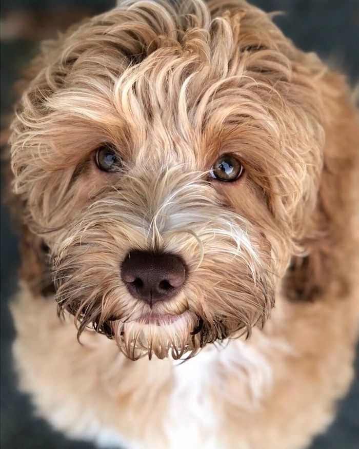 australian labradoodle puppy