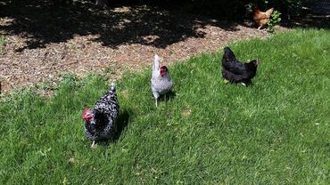 Mottled Java, Blue Andalusian, and Black Langshan hens