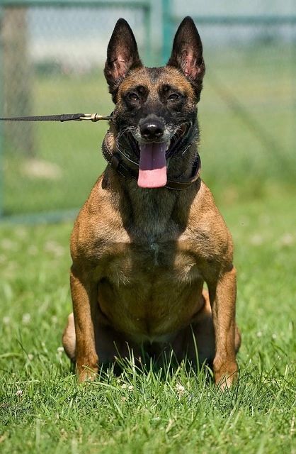 is belgian malinois dangerous