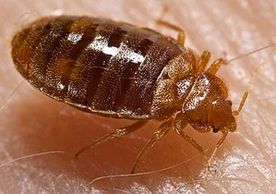 Bedbug on skin