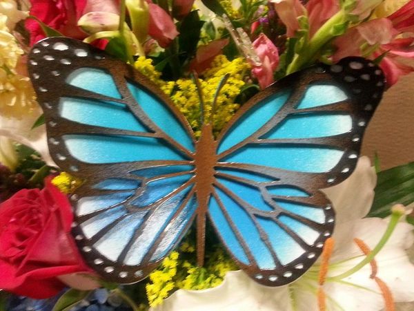Brooke's Butterfly