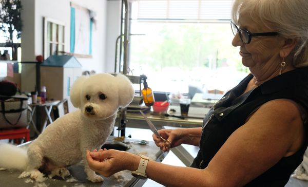 where can i learn dog grooming