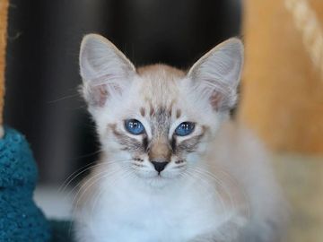 Chatterie Le Manoir Des Siamois Balinais Chatterie Le Manoir Des Siamois Balinais