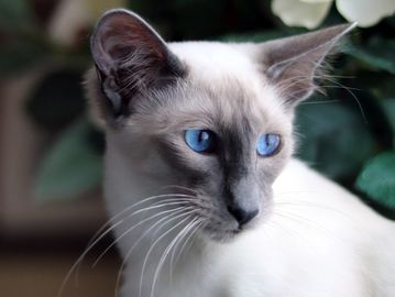Adoption Chatterie Le Manoir Des Siamois Balinais Adoption Chatterie Le Manoir Des Siamois Balinais