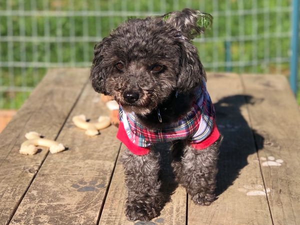 Grey toy poodle