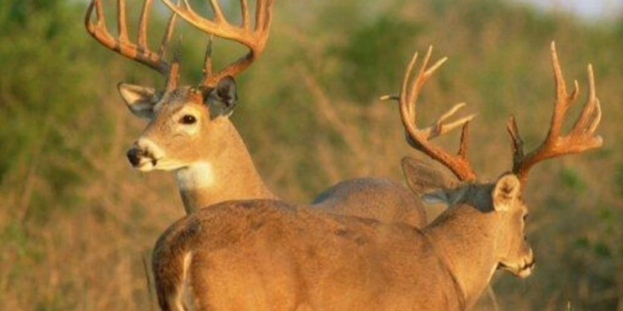This is an image of two whitetail deer on Hindes Ranch.