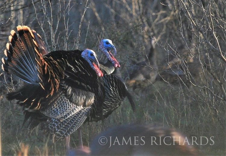 This is an image of Rio Grande Wild Turkeys on Hindes Ranch.