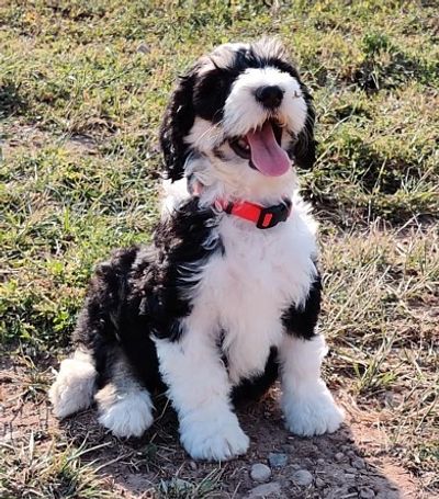 Trained Sheadodle Puppy