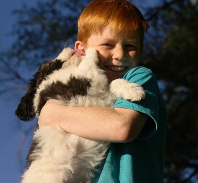 Puppy licking young boy's face